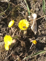 Tussilago farfara