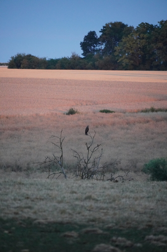 Black Kite