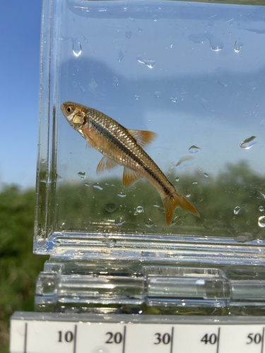 Topeka-shiner (Notropis topeka) — Cyprinidae — 5