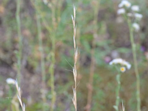 Helictochloa pratensis observed 2026-06-29