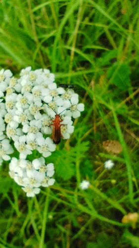 Common Red Soldier Beetle