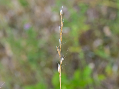 Helictochloa pratensis observed 2026-06-29