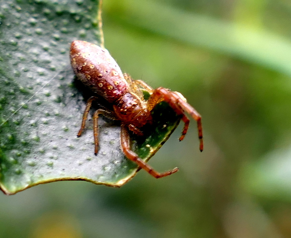 Tmarus parallelus