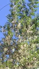 Populus suaveolens, photograph (c) Vladislav Isaev, some rights reserved (CC BY)