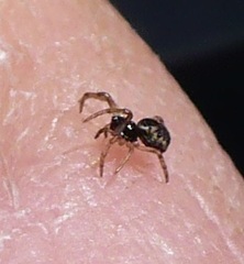 Cyclosa conica