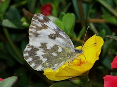 Pontia edusa