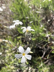 Phlox tenuifolia