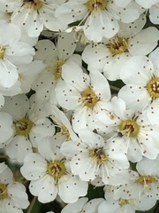 Spiraea × vanhouttei