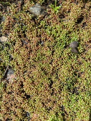 Elatine brachysperma