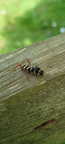 Wasp Beetle