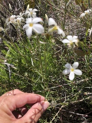 Phlox tenuifolia