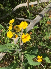 Amblyolepis setigera