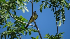 Tyrannus verticalis