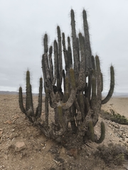 Eulychnia acida, photograph (c) Álvaro Parra Valdivia, some rights reserved (CC BY)