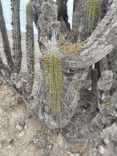 Eulychnia acida, photograph 6