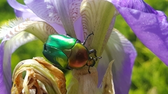 Protaetia cuprea ignicollis