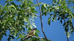Tyrannus verticalis