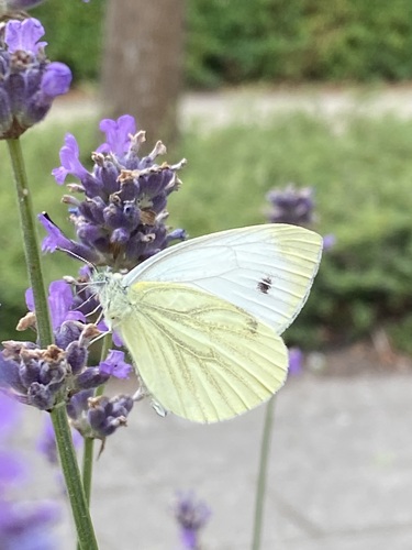 Green-veined White