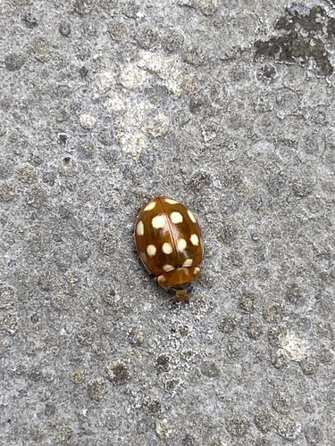 Cream-spotted Ladybird