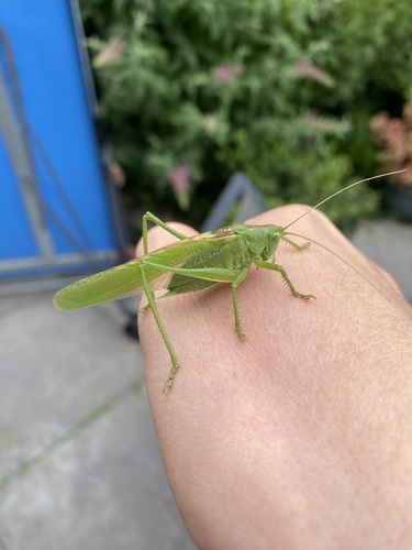 Great Green Bush-cricket