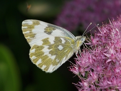 Pontia edusa