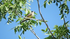 Tyrannus verticalis