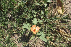 Sphaeralcea miniata