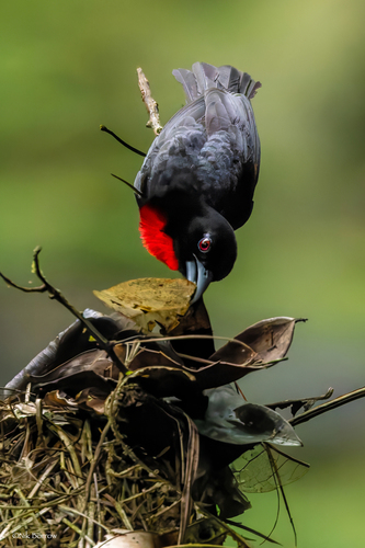 Blue-billed Malimbe