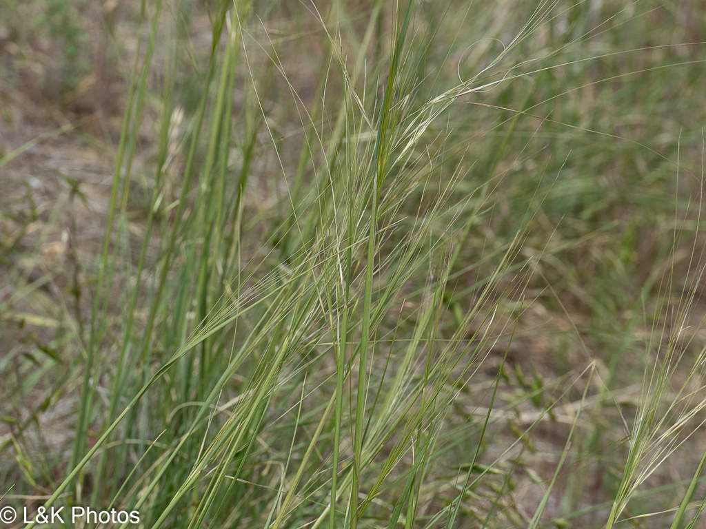 Hesperostipa comata; photograph author not stated, no rights reserved