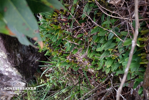Bulbophyllum odoratissimum