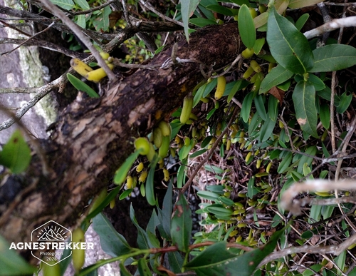 Bulbophyllum odoratissimum, photograph 1