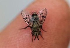 Homalactia harringtoni