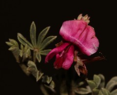 Indigofera burchellii