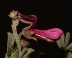 Indigofera burchellii