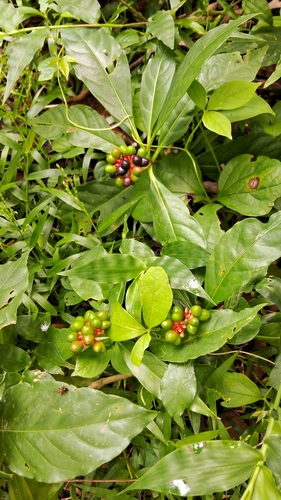 Indian snakeroot