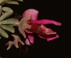 Indigofera burchellii