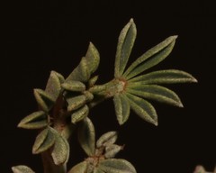 Indigofera burchellii