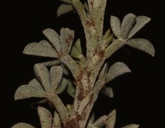 Indigofera burchellii