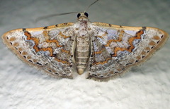 Gyostega