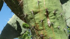 Opuntia
