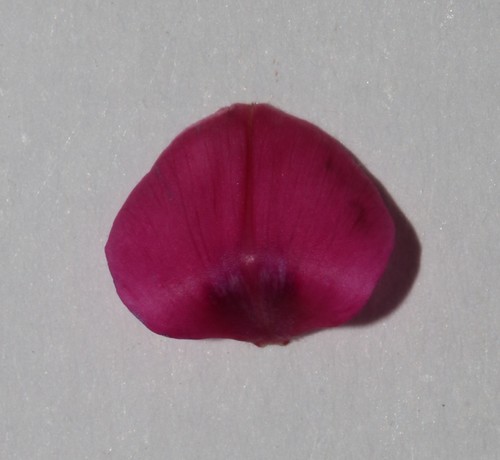 Image of Indigofera burchellii by (c) Brian du Preez, some rights reserved (CC BY-SA)