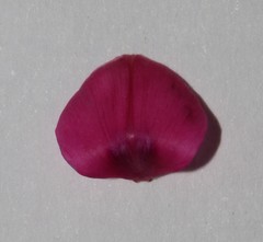 Indigofera burchellii