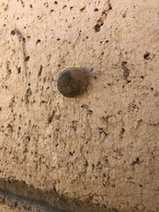 Cornu aspersum