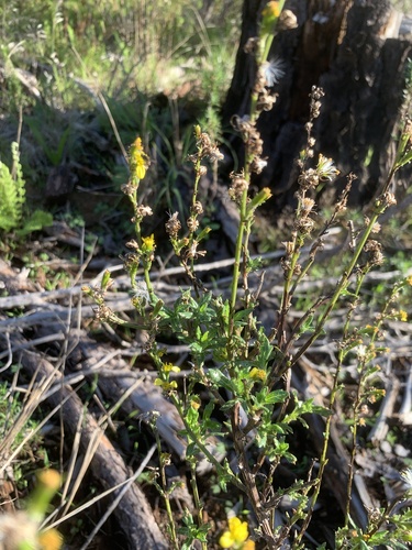 Senecio pubigerus, photograph 6