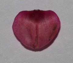 Indigofera burchellii