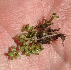 Elatine brachysperma