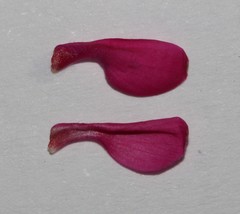 Indigofera burchellii