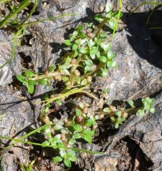 Elatine brachysperma