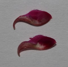 Indigofera burchellii