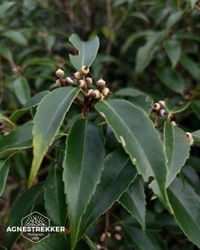Quercus myrsinifolia, photograph 6